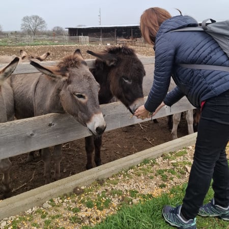 5-Hour Zadar Countryside Tour with Nin Saltworks and Olive Oil Tasting