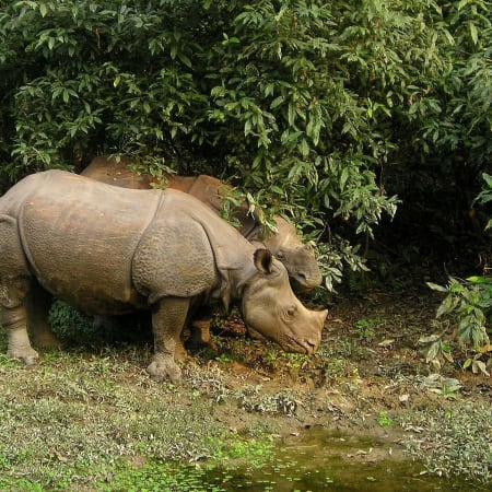 9-Day Nepal Cultural and Wildlife Tour from Gorakhpur to Lumbini