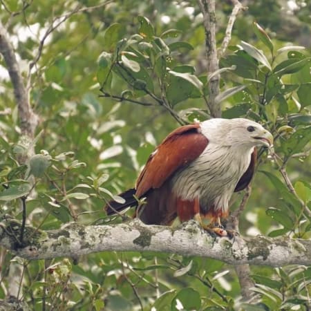 2-Day Sundarbans Jungle Safari from Kolkata with Canopy Walk
