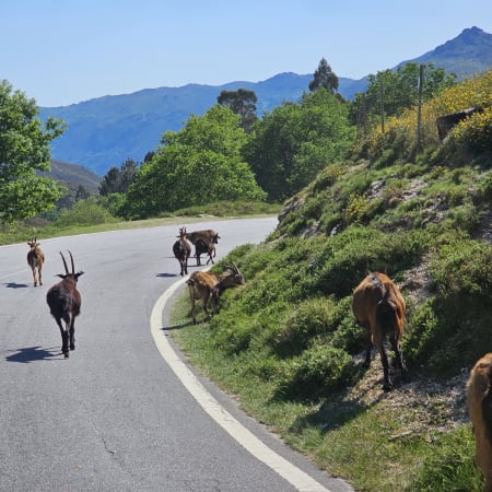 8-Hour Peneda-Gerês National Park Tour from Braga with Fafião