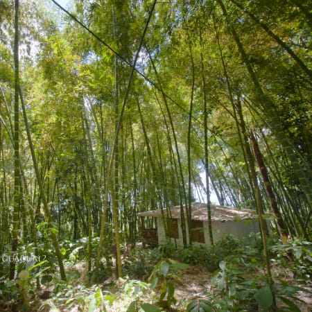 5-Day Coffee Tour in Quindío with Cocora Valley and Colonial Towns