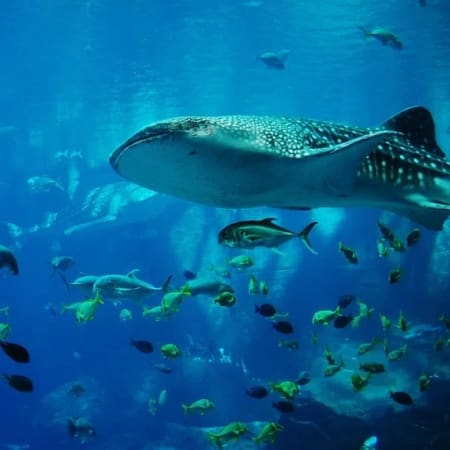 8-Hour Whale Shark Snorkelling Tour to Isla Mujeres from Cancún