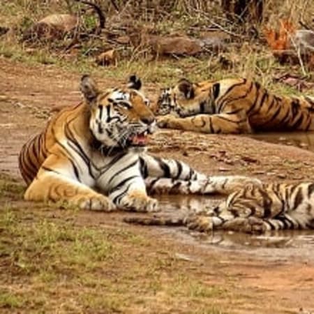 2-Day Panna Tiger Reserve Safari with Tribal Culture Experience