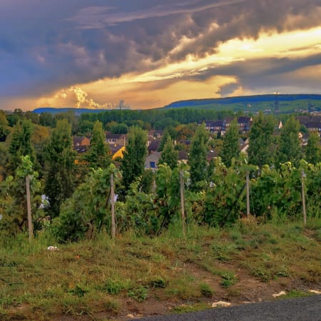 10-Hour Private Champagne Tour from Paris with Reims and Vineyards