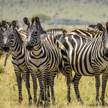 8-Hour Pilanesberg Safari from Johannesburg with Big Five Game Drive