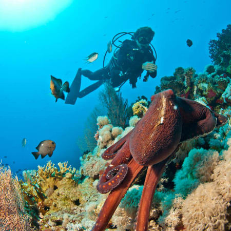 8-Hour Scuba Diving Tour in Sharm El Sheikh with Ras Mohammed