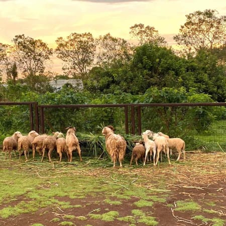 14-Hour Tagaytay Countryside Tour from Manila with Farm Lunch