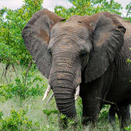 14-Day South Africa Highlights Tour with Kruger, Eswatini and Durban