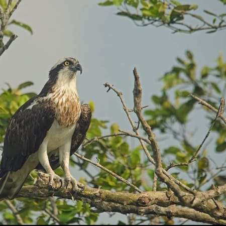 2-Day Sundarbans Jungle Safari from Kolkata with Canopy Walk