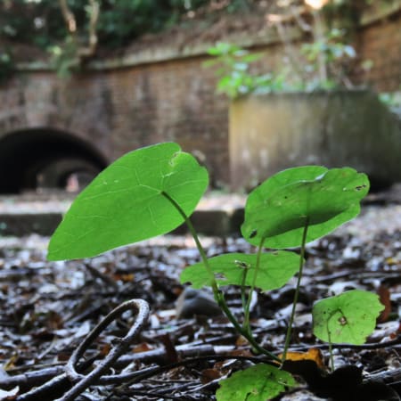 5-Hour Tomogashima Island Fortress Walk with a Licensed Local Guide