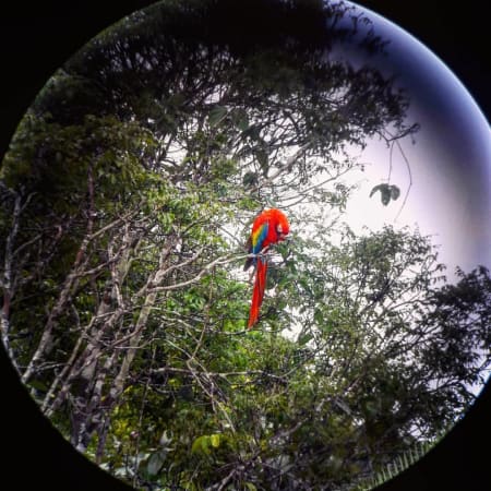 8-Hour Tambopata Macaw Clay Lick Tour from Puerto Maldonado