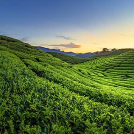 12-Day South India Heritage Tour with Ooty Hills and Alleppey Backwaters