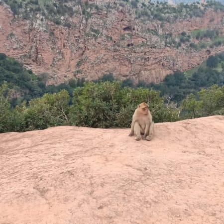 Full-Day Ouzoud Falls Tour from Marrakech in the Atlas Mountains