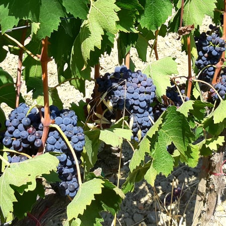 10-Hour Wine Tour of Val d'Orcia with Montepulciano and Montalcino