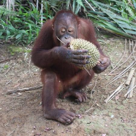 5-Hour Orang Utan Island Tour from Penang with Conservation Visit
