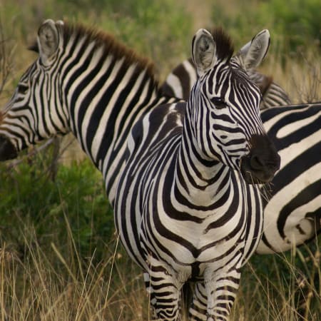 1-Day Kruger National Park Safari from Maputo with Big Five Viewing