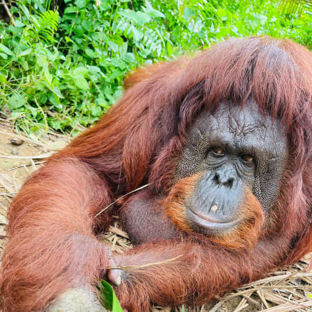 5-Hour Orang Utan Island Tour from Penang with Conservation Visit