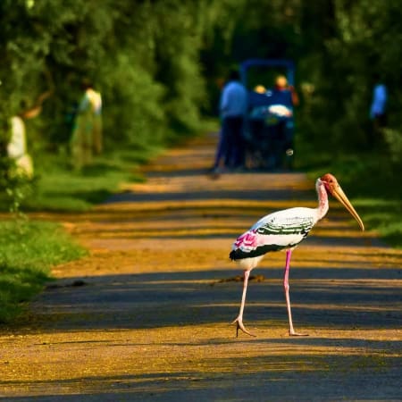 8-Hour Keoladeo National Park Birdwatching Tour from Agra