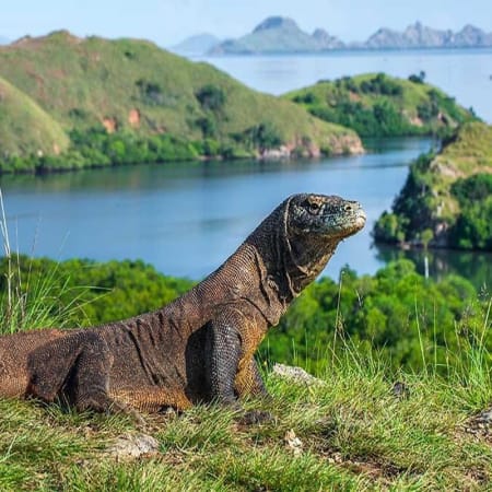 2-Day Private Komodo National Park Cruise with Rinca and Padar