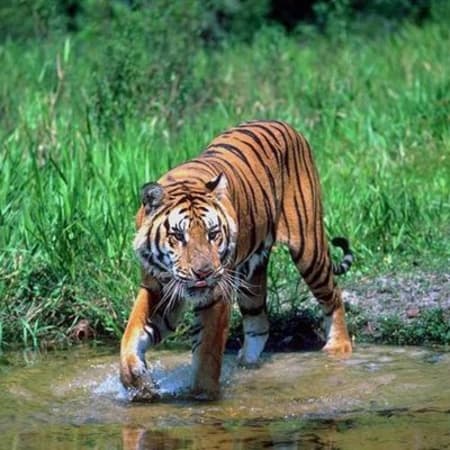 3-Day Sunderbans Wildlife Tour from Kolkata with Village Visit