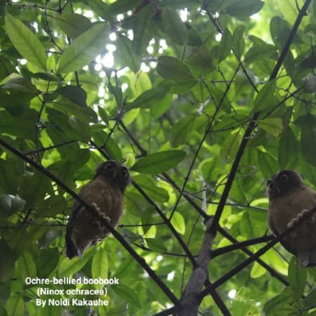 6 Hari Bird Photography Tangkoko dan Tomohon Burung Endemik Sulawesi