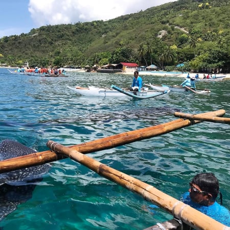 14-Hour Cebu Water Adventure with Oslob and Kawasan Falls
