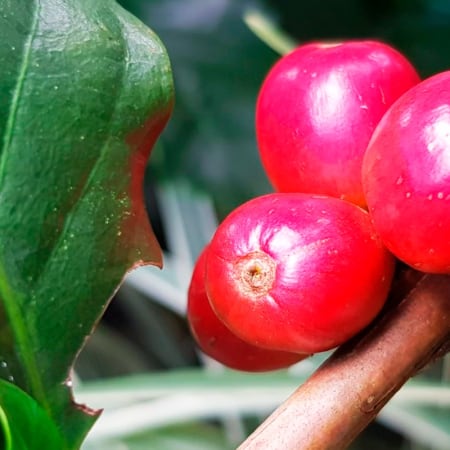 7-Hour Coffee Tour in Fusagasugá with Hacienda Coloma Experience