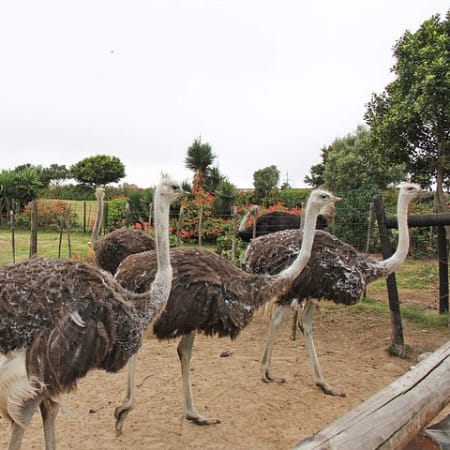 9-Hour Big 5 Safari in Aquila from Cape Town with Open-Air Game Drive