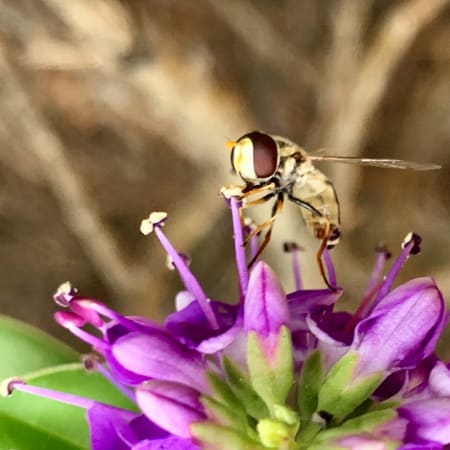 4-Hour Sydney Walking Photography Tour with iPhone Camera Tips