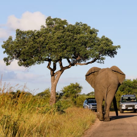 3-Day Kruger National Park Game Drive from Johannesburg or Pretoria