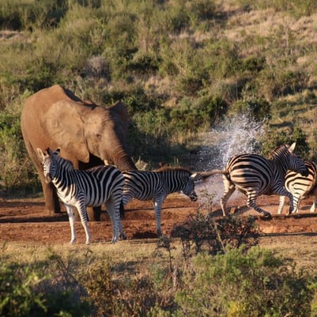11-Hour Algoa Bay and Addo Elephant Safari with the Big 7 Experience