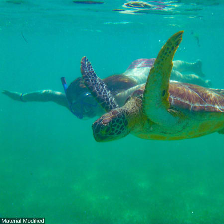 6-Day Bohol and Cebu Adventure with Apo Island and Kawasan Falls