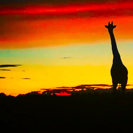 3-Day Kruger National Park Game Drive from Johannesburg or Pretoria