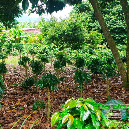 7-Hour Coffee Tour in Fusagasugá with Hacienda Coloma Experience