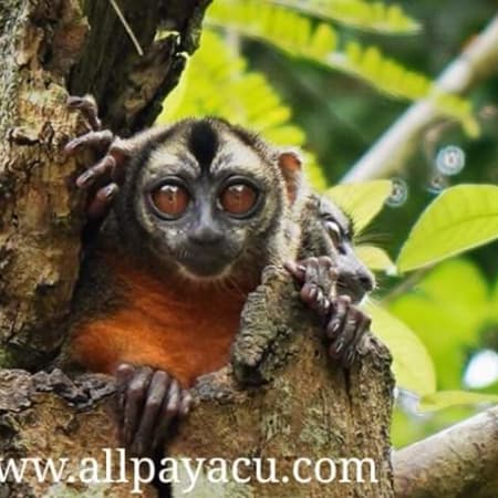 3-Day Amazon Wildlife Tour in Nauta with Dolphins and Piranha Fishing