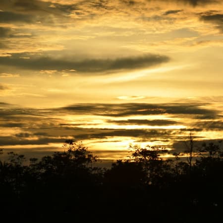 10-Hour Kinabalu Park and Poring Hot Springs Tour with Canopy Walk
