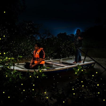 Full-Day Sekinchan and Kuala Selangor Tour with Fireflies Cruise
