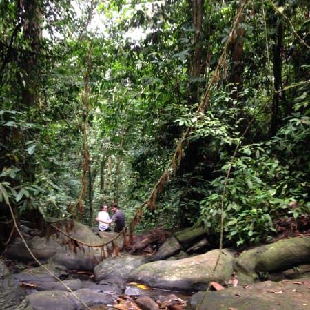 1-Day Wildlife Trek in Gunung Leuser National Park with Orangutans