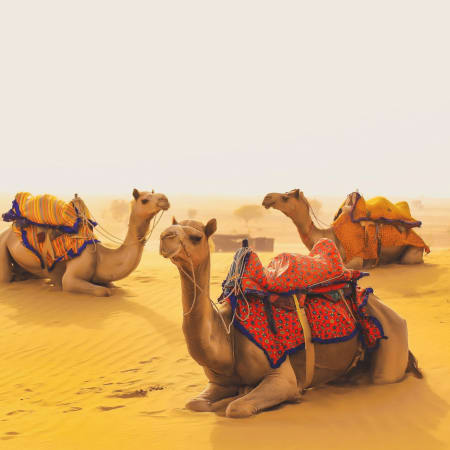 4-Day Bikaner Desert Tour from Delhi with Camel Safari and Forts