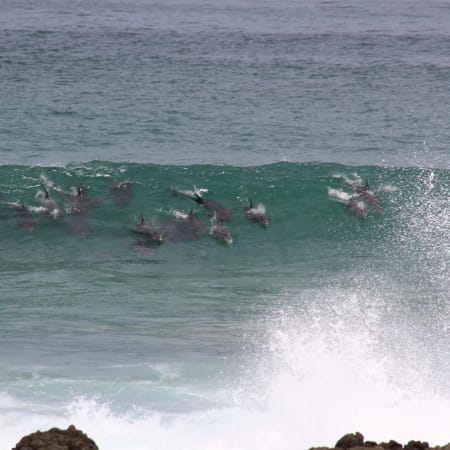 11-Hour Algoa Bay and Addo Elephant Safari with the Big 7 Experience