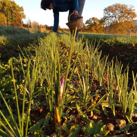 8-Hour Saffron Harvest Tour in L'Aquila with Farm Lunch
