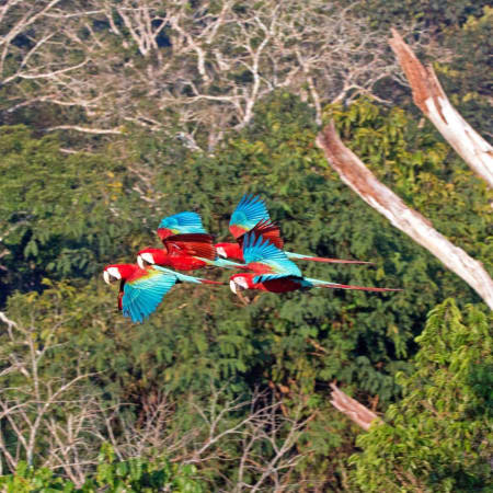 8-Hour Tambopata Macaw Clay Lick Tour from Puerto Maldonado