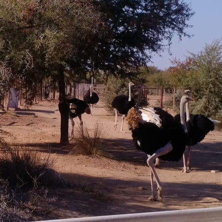7-Hour Oudtshoorn Tour from George with Cango Caves and Ostrich Farm