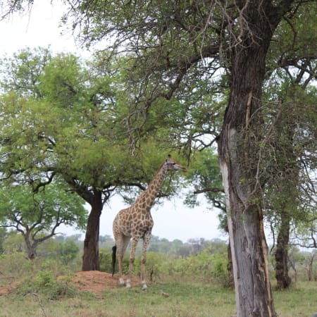 4-Day Kruger National Park Safari with Panorama Route and Culture