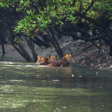 3-Day Sundarbans Mangrove Safari from Kolkata with Gosaba Village
