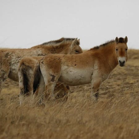 5-Day Mongolia Photography Tour with Wildlife and Nomadic Culture