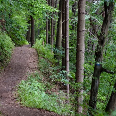 3-Hour Bike Tour of Timișoara with Squares and Green Forest