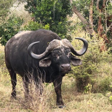 Full-Day Kruger National Park Safari from Maputo with Sabie River