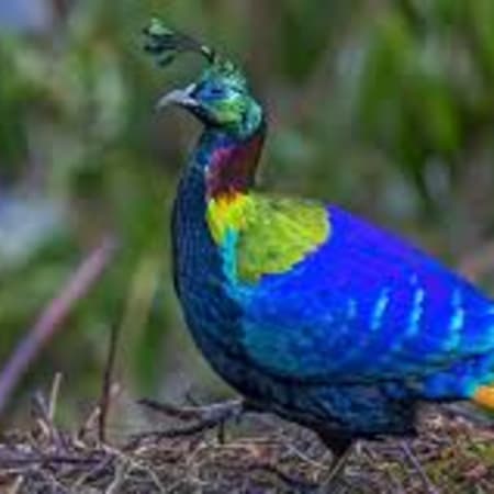 15-Day Birdwatching Tour in Nepal with Koshi Tappu and Annapurna