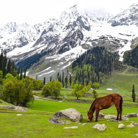 5-Day Kashmir Valley Tour with Gulmarg, Pahalgam and Sonmarg